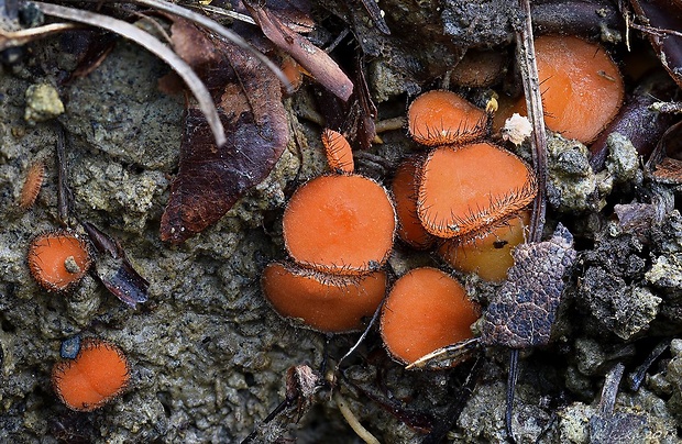 štítovnička šarlátová Scutellinia trechispora (Berk. & Broome) Lambotte