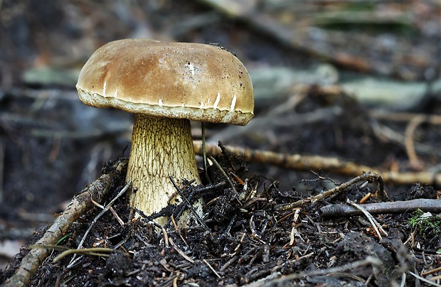 podhríb žlčový Tylopilus felleus (Bull.) P. Karst.