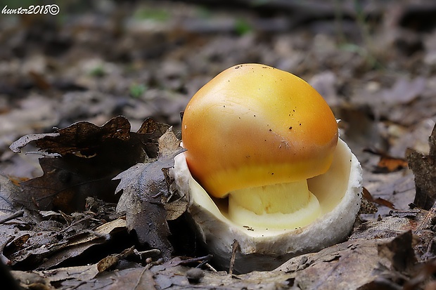 muchotrávka cisárska Amanita caesarea (Scop.) Pers.