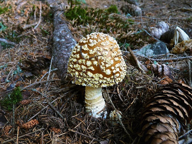 muchotrávka kráľovská Amanita regalis (Fr.) Michael