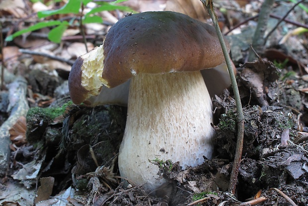 hríb smrekový Boletus edulis Bull.