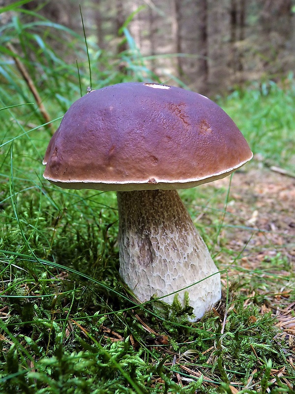 hríb smrekový Boletus edulis Bull.