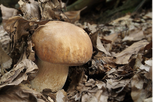 hríb dubový Boletus reticulatus Schaeff.