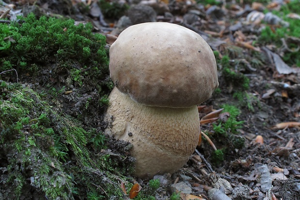 hríb dubový Boletus reticulatus Schaeff.