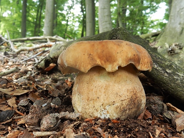 hríb dubový Boletus reticulatus Schaeff.