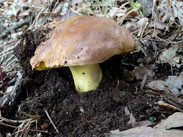 hríb príveskatý Butyriboletus appendiculatus (Schaeff. ex Fr.) Secr.