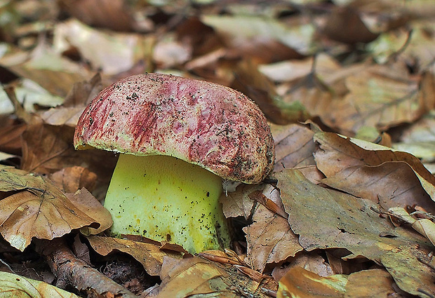 hríb kráľovský Butyriboletus regius (Krombh.) D. Arora & J.L. Frank