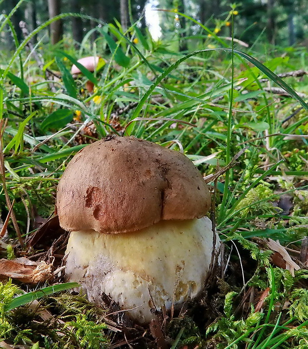 hríb horský Butyriboletus subappendiculatus (Dermek, Lazebn. & J. Veselský) D. Arora & J.L. Frank