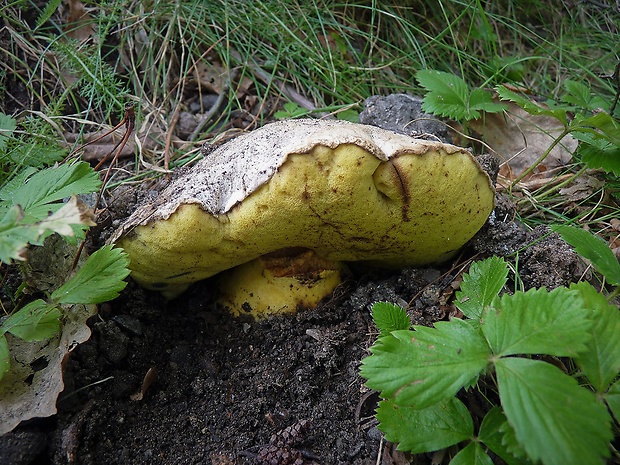 hríb horký Caloboletus radicans (Pers.) Vizzini