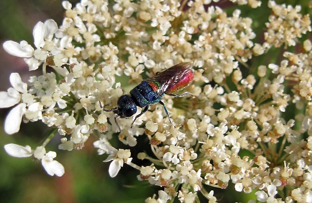 blyskavka (sk), zlatěnka zlatoštítá (cz) Chrysis scutellaris Fabricius, 1794