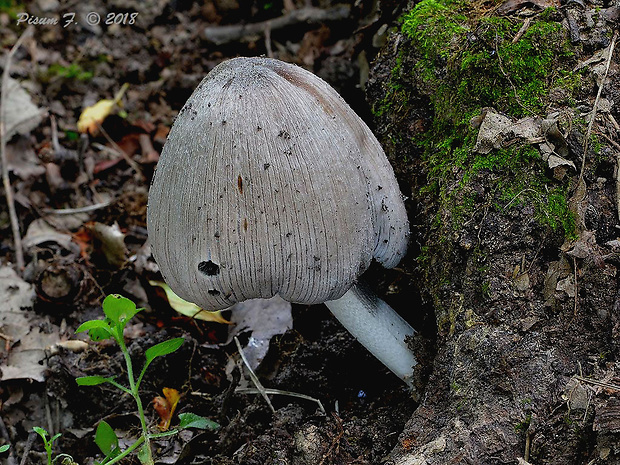 hnojník nápadný Coprinopsis insignis (Peck) Redhead, Vilgalys & Moncalvo