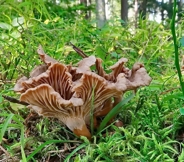 kuriatko lievikovité Craterellus tubaeformis (Fr.) Quél.