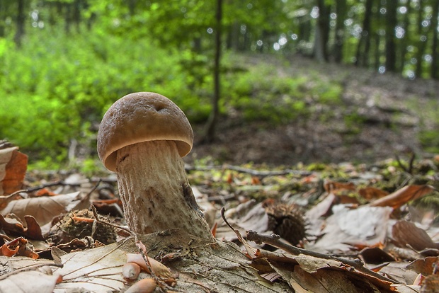 kozák hrabový Leccinum pseudoscabrum (Kallenb.) Šutara