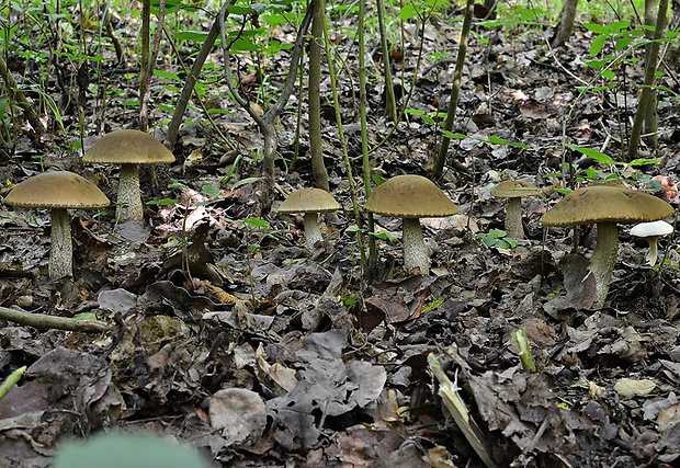 kozák hrabový Leccinum pseudoscabrum (Kallenb.) Šutara