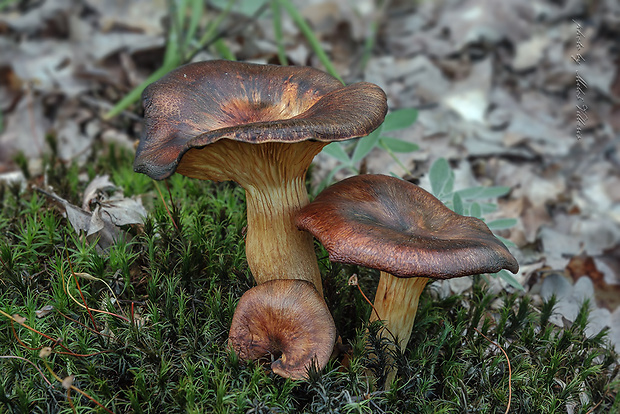 kališník hnedooranžový Omphalotus olearius (DC.) Singer