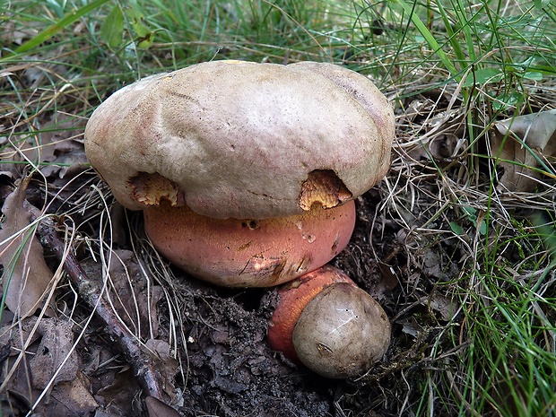 hríb Le Galovej Rubroboletus legaliae (Pilát & Dermek) Della Maggiora & Trassin.