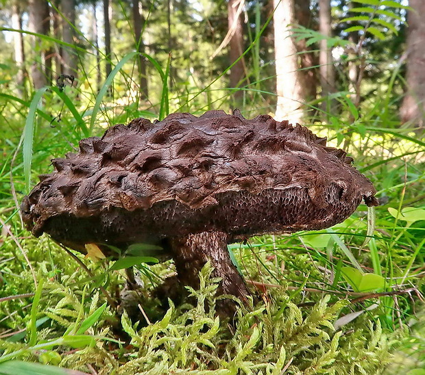 šiškovec šupinatý Strobilomyces strobilaceus (Scop.) Berk.