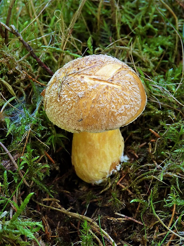 masliak strakatý Suillus variegatus (Sw.) Kuntze