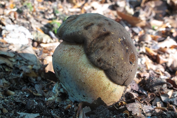 hríb zrnitohlúbikový Sutorius luridiformis (Rostk.) G. Wu & Zhu L. Yang