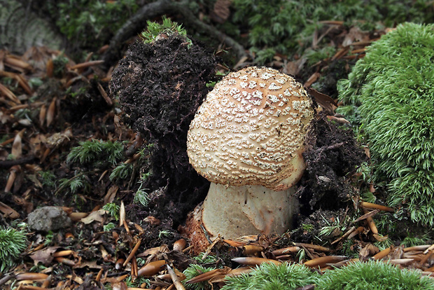 muchotrávka červenkastá Amanita rubescens Pers.