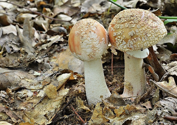 muchotrávka červenkastá Amanita rubescens Pers.