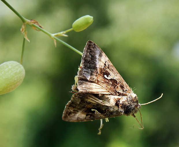 mora gama Autographa gamma