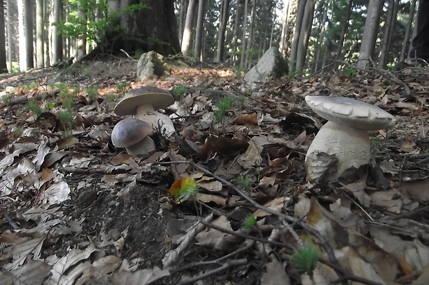 hríb smrekový Boletus edulis Bull.