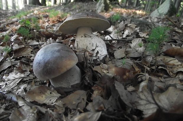 hríb smrekový Boletus edulis Bull.