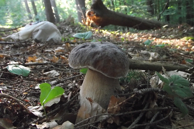 hríb smrekový Boletus edulis Bull.