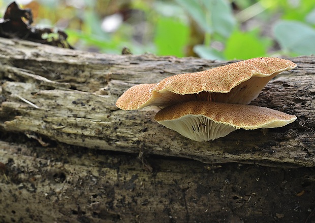 pahliva šafranová Crepidotus crocophyllus (Berk.) Sacc.