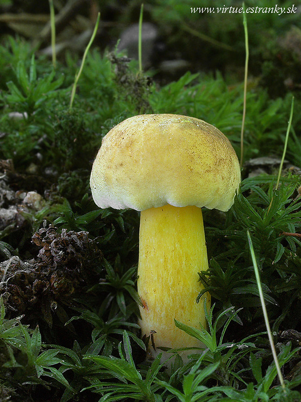 hríb modrejúci Cyanoboletus pulverulentus (Opat.) Gelardi, Vizzini & Simonini