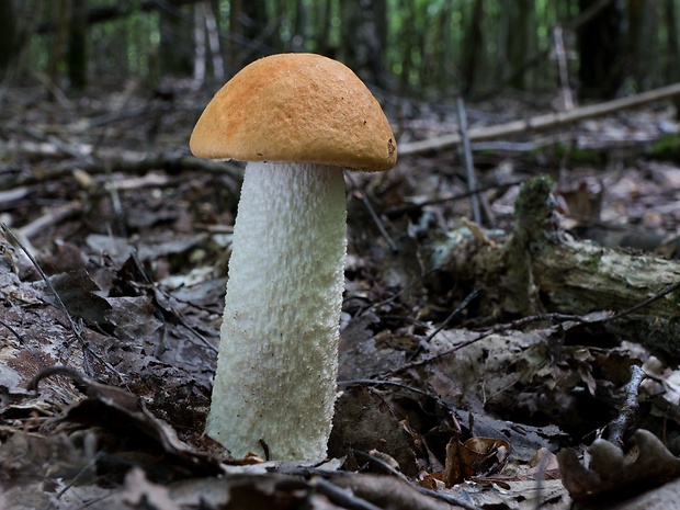 kozák osikový Leccinum albostipitatum den Bakker & Noordel.