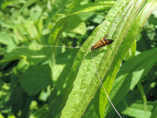 adéla De Geerova / adéla pestrá Nemophora degeerella Linnaeus, 1758