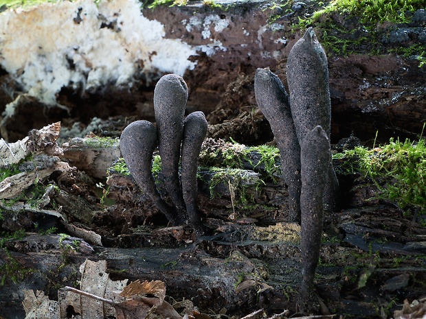 drevnatec Xylaria sp.