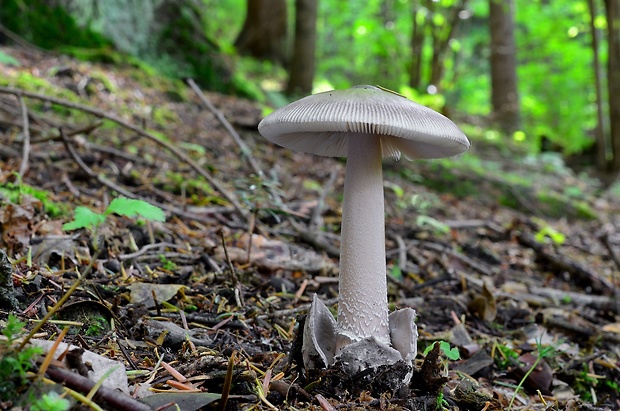 muchotrávka pošvatá Amanita vaginata (Bull.) Lam.