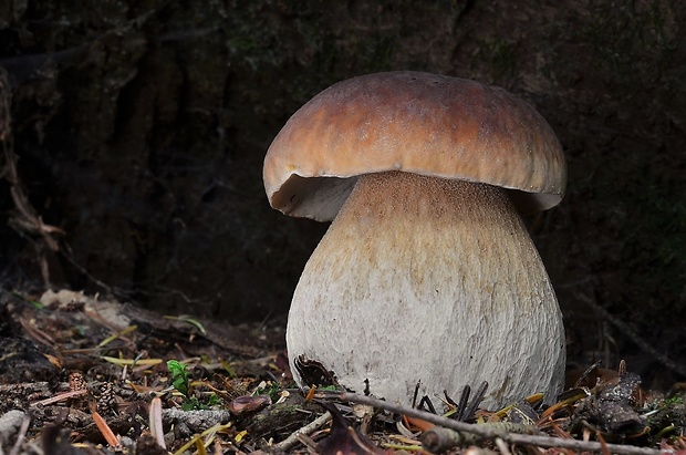 hríb smrekový Boletus edulis Bull.