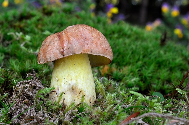 hríb horský Butyriboletus subappendiculatus (Dermek, Lazebn. & J. Veselský) D. Arora & J.L. Frank