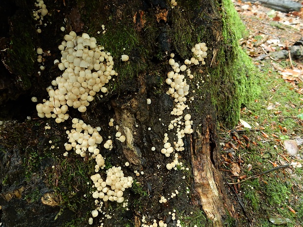 hnojník rozsiaty Coprinellus disseminatus (Pers.) J.E. Lange