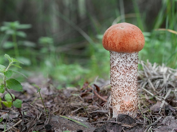 kozák dubový Leccinum aurantiacum (Bull.) Gray