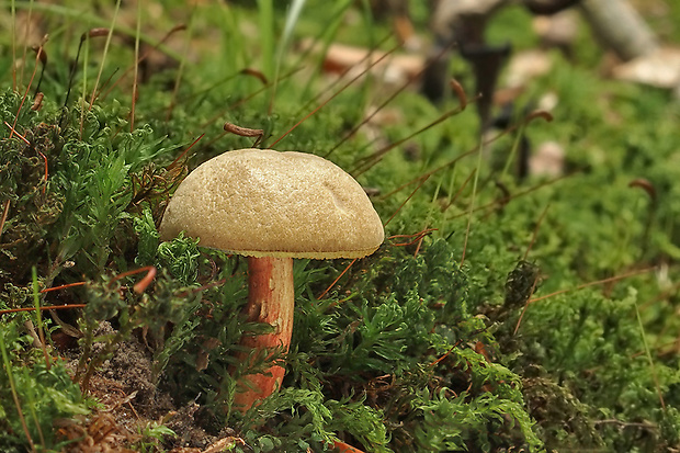 suchohríb žltomäsový Xerocomellus chrysenteron (Bull.) Šutara