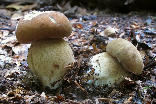 hríb dubový Boletus reticulatus Schaeff.