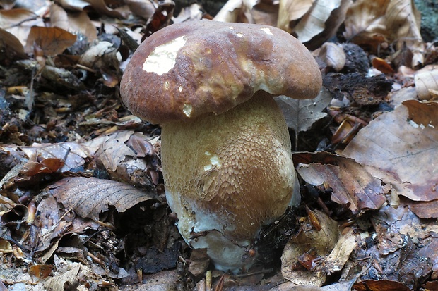 hríb dubový Boletus reticulatus Schaeff.