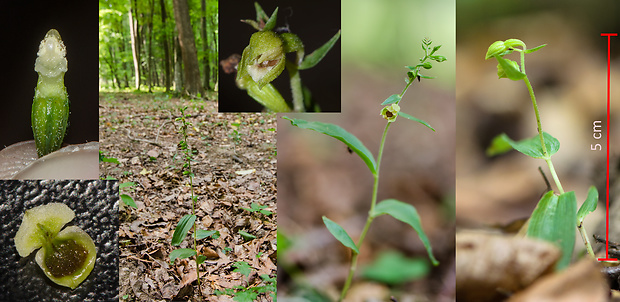 kruštík pontský Epipactis pontica Taubenheim