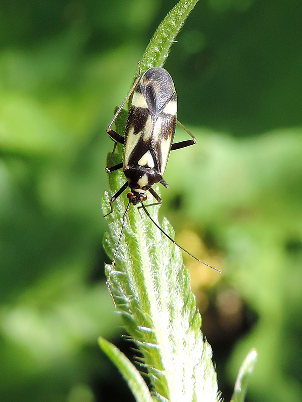 bzdôška / klopuška šestitečná Grypocoris sexguttatus Fabricius, 1777