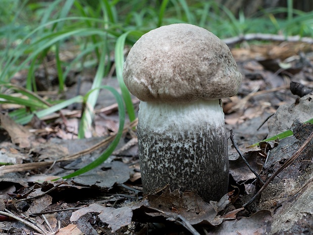 kozák topoľový Leccinum duriusculum (Schulzer ex Kalchbr.) Singer