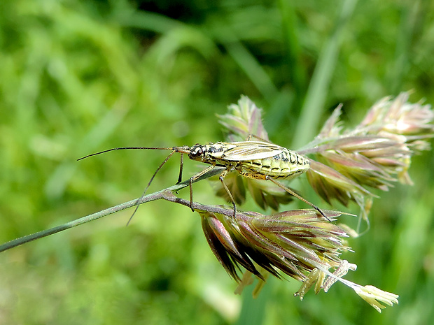 bzdôška hnedožltá / klopuška hnědožlutá ♀ Leptopterna dolabrata Linnaeus, 1758