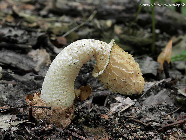 hadovka smradľavá Phallus impudicus L.