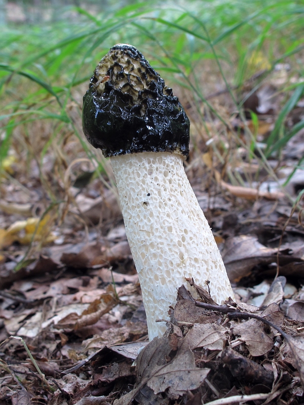 hadovka smradľavá Phallus impudicus L.