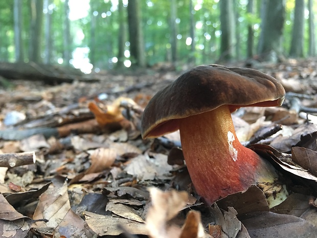 hríb zrnitohlúbikový Sutorius luridiformis (Rostk.) G. Wu & Zhu L. Yang