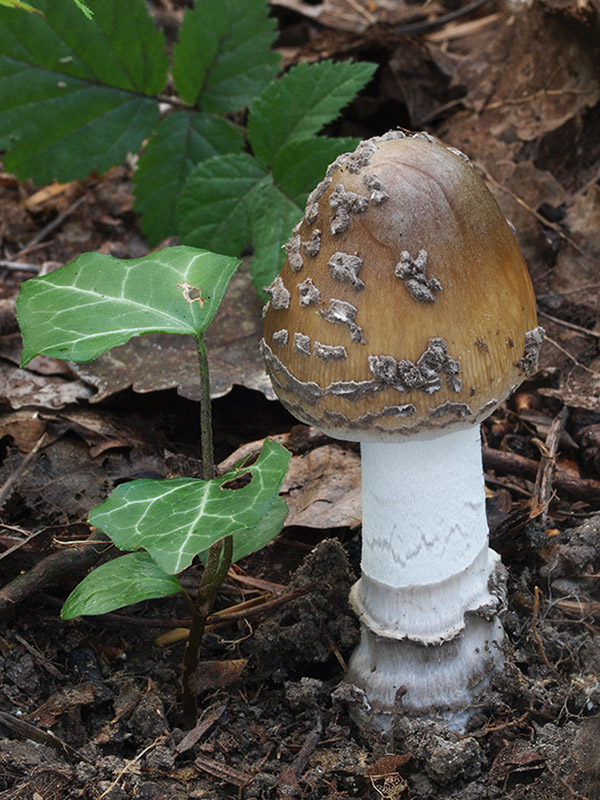 muchotrávka chrastavá Amanita ceciliae (Berk. & Broome) Bas